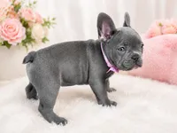 Marshmallow , a female French Bulldog for sale in Fort Lauderdale, FL – 4 of 4