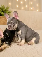 Prince , a male French Bulldog for sale in Fort Lauderdale, FL – 3 of 3