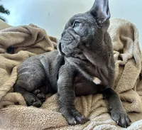 King, a male French Bulldog for sale in West Palm Beach, FL – Photo 6 of 7