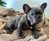 King, a male French Bulldog for sale in West Palm Beach, FL – Photo 7 of 7