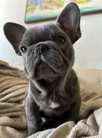 King, a male French Bulldog for sale in West Palm Beach, FL – Photo 1 of 7