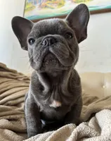 King, a male French Bulldog for sale in West Palm Beach, FL – Photo 2 of 7