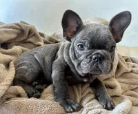 King, a male French Bulldog for sale in West Palm Beach, FL – Photo 3 of 7