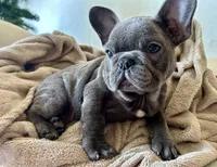 King, a male French Bulldog for sale in West Palm Beach, FL – Photo 5 of 7