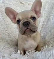 Prince, a male French Bulldog for sale in West Palm Beach, FL – Photo 3 of 5