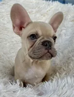 Prince, a male French Bulldog for sale in West Palm Beach, FL – Photo 5 of 5