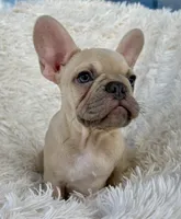 Prince, a male French Bulldog for sale in West Palm Beach, FL – Photo 2 of 5