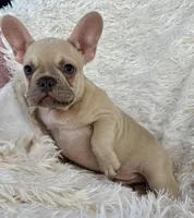 Prince, a male French Bulldog for sale in West Palm Beach, FL – Photo 4 of 5