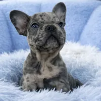 Prince, a male French Bulldog for sale in Fort Lauderdale, FL – Photo 3 of 5