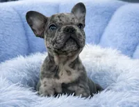 Prince, a male French Bulldog for sale in West Palm Beach, FL – Photo 3 of 5