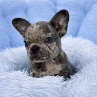 Prince, a male French Bulldog for sale in West Palm Beach, FL – Photo 4 of 5