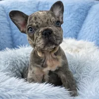 Prince, a male French Bulldog for sale in Fort Lauderdale, FL – Photo 1 of 5
