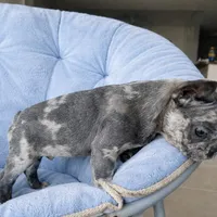 Prince, a male French Bulldog for sale in Fort Lauderdale, FL – Photo 5 of 5