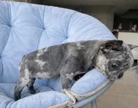 Prince, a male French Bulldog for sale in West Palm Beach, FL – Photo 5 of 5