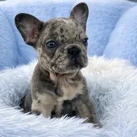 Prince, a male French Bulldog for sale in Fort Lauderdale, FL – Photo 2 of 5