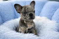 Prince, a male French Bulldog for sale in West Palm Beach, FL – Photo 2 of 5