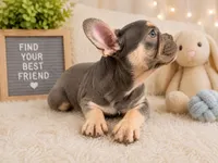 Prince , a male French Bulldog for sale in Fort Lauderdale, FL – 2 of 3