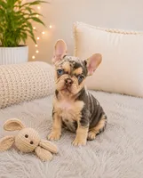Handsome, a male French Bulldog for sale in Fort Lauderdale, FL – 4 of 4
