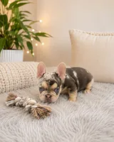Handsome, a male French Bulldog for sale in Fort Lauderdale, FL – 2 of 4