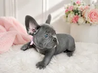 Marshmallow , a female French Bulldog for sale in Fort Lauderdale, FL – 3 of 4