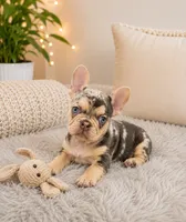 Handsome, a male French Bulldog for sale in Fort Lauderdale, FL – 3 of 4