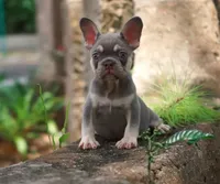 Cookie, a male French Bulldog for sale in Fort Lauderdale, FL – 2 of 3