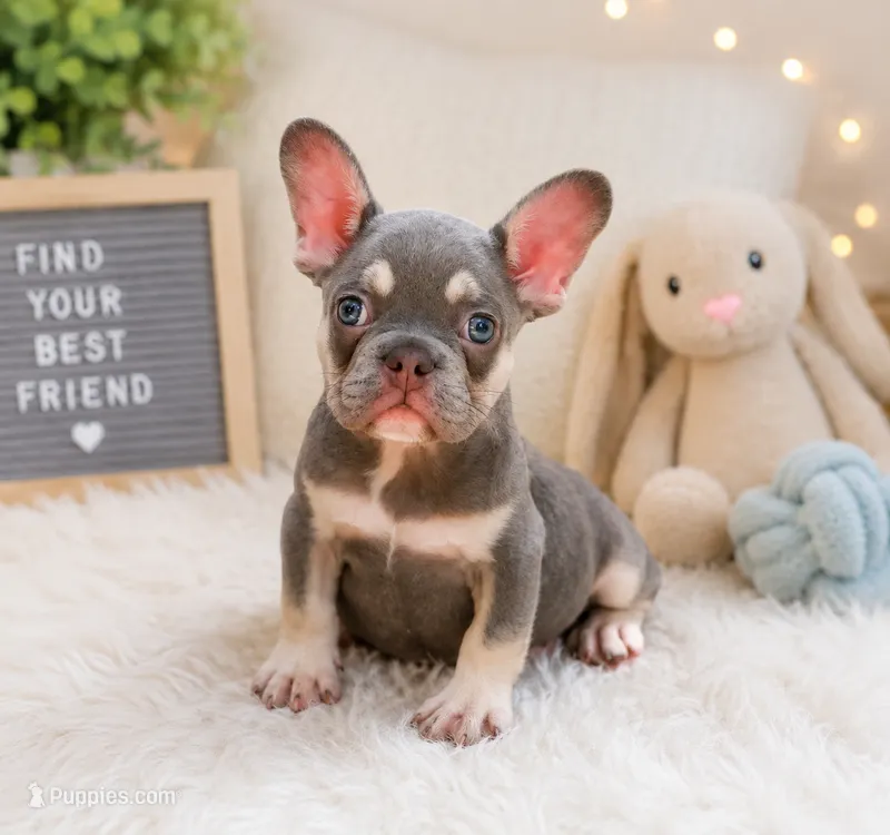Cookie – French Bulldog puppy for sale in Fort Lauderdale, FL