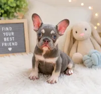 Cookie, a male French Bulldog for sale in Fort Lauderdale, FL – 1 of 3