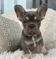 Chanel , a female French Bulldog for sale in Fort Lauderdale, FL – 4 of 10