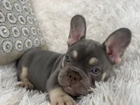 Chanel , a female French Bulldog for sale in Fort Lauderdale, FL – 5 of 10
