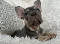 Chanel , a female French Bulldog for sale in Fort Lauderdale, FL – 3 of 10