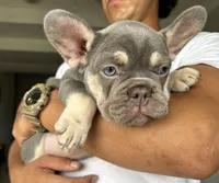 Chanel , a female French Bulldog for sale in West Palm Beach, FL – Photo 3 of 6