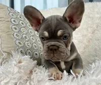Chanel , a female French Bulldog for sale in Fort Lauderdale, FL – 6 of 10