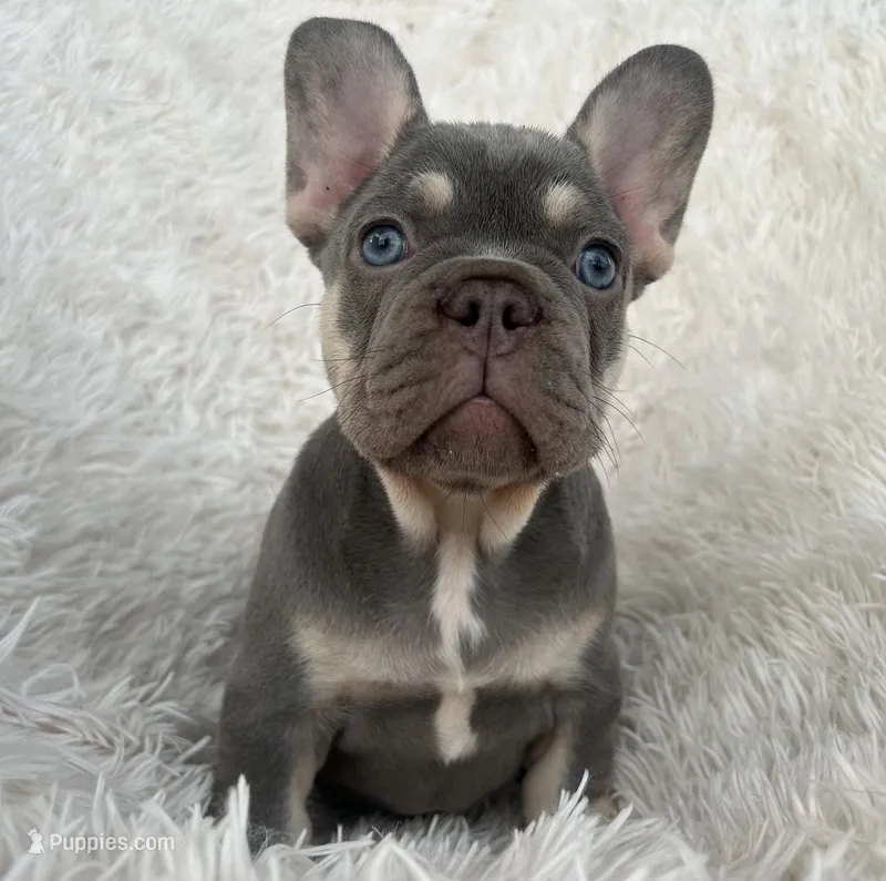 Chanel  – French Bulldog puppy for sale in West Palm Beach, FL