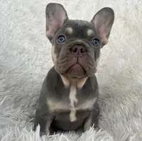 Chanel , a female French Bulldog for sale in West Palm Beach, FL – Photo 1 of 6