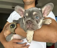 Chanel , a female French Bulldog for sale in West Palm Beach, FL – Photo 5 of 6