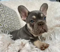 Chanel , a female French Bulldog for sale in Fort Lauderdale, FL – 2 of 10