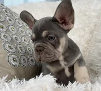 Chanel , a female French Bulldog for sale in Fort Lauderdale, FL – 10 of 10