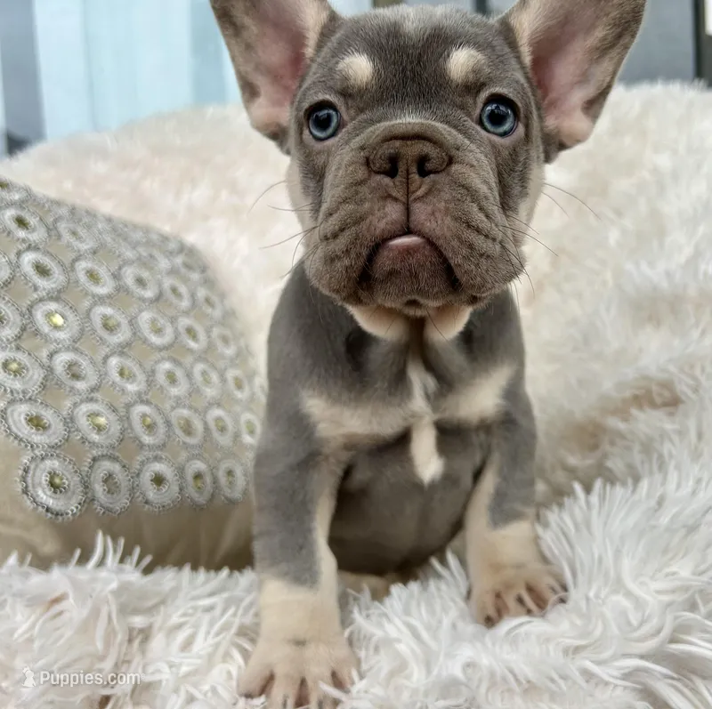 Chanel  – French Bulldog puppy for sale in Fort Lauderdale, FL