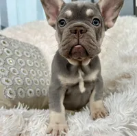 Chanel , a female French Bulldog for sale in Fort Lauderdale, FL – 1 of 10