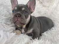 Chanel , a female French Bulldog for sale in West Palm Beach, FL – Photo 2 of 6