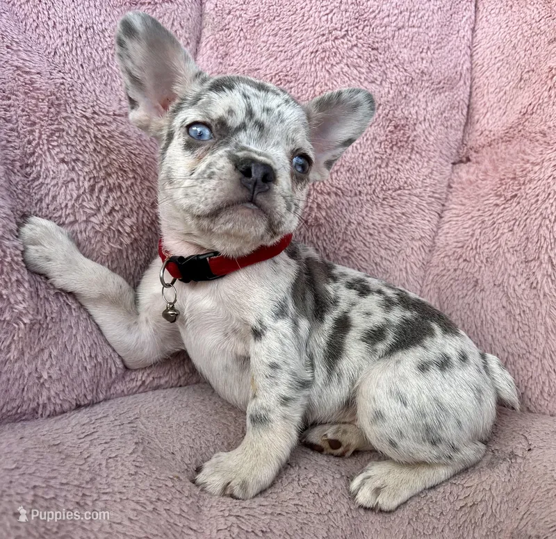 Marshmallow – French Bulldog puppy for sale in Fort Lauderdale, FL