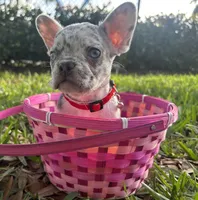 Marshmallow, a female French Bulldog for sale in Fort Lauderdale, FL – Photo 5 of 6