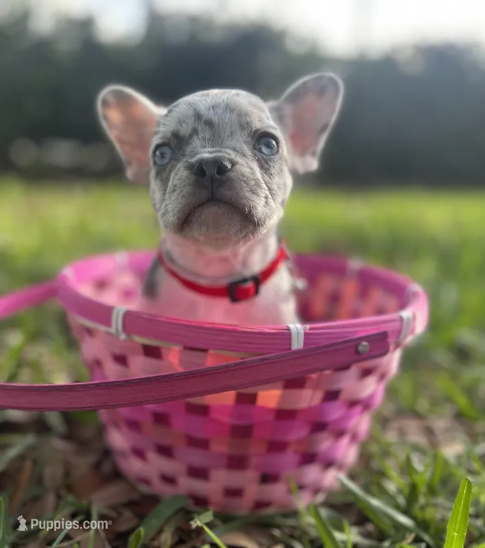 Marshmallow – French Bulldog puppy for sale in Fort Lauderdale, FL