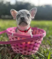 Marshmallow, a female French Bulldog for sale in Fort Lauderdale, FL – Photo 1 of 6