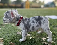 Marshmallow, a female French Bulldog for sale in Fort Lauderdale, FL – Photo 6 of 6