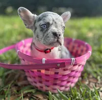 Marshmallow, a female French Bulldog for sale in Fort Lauderdale, FL – Photo 2 of 6