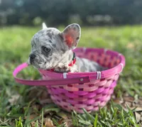 Marshmallow, a female French Bulldog for sale in Fort Lauderdale, FL – Photo 3 of 6