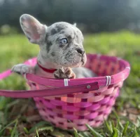 Marshmallow, a female French Bulldog for sale in Fort Lauderdale, FL – Photo 4 of 6