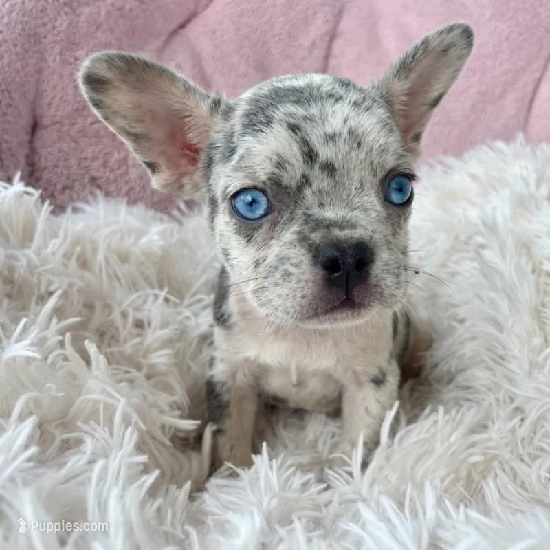 Marshmallow – French Bulldog puppy for sale in Fort Lauderdale, FL